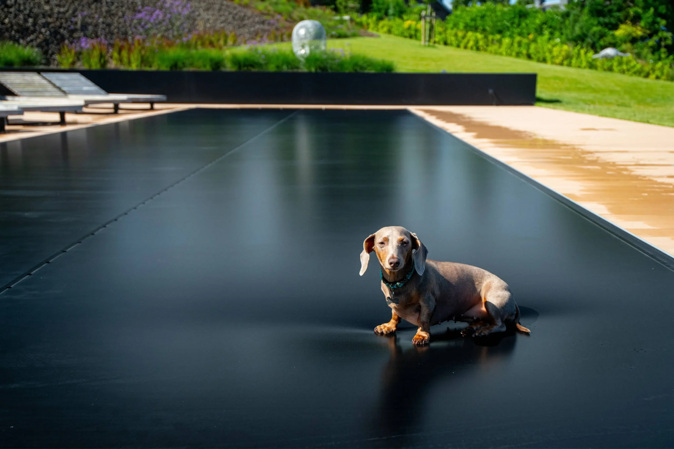 A dog is safely seated on a Coverseal - Safety pool Cover
