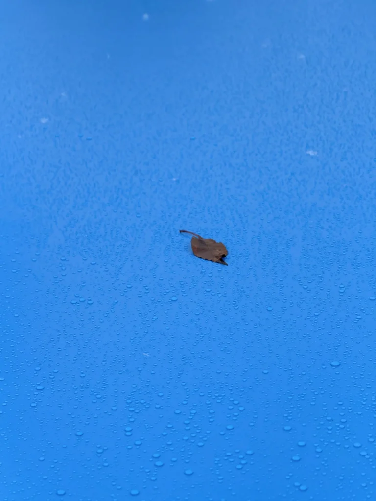 Leaf On a Blue Coverseal in Kentucky